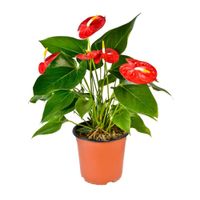 Planta Anthurio Rojo Mediano 4Estaciones