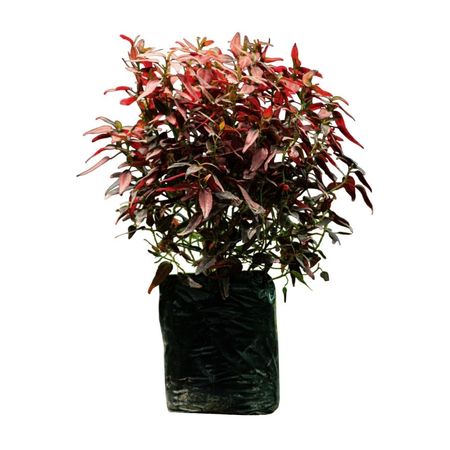 image-c6426ad4c83c42de8706d2f6223e886a