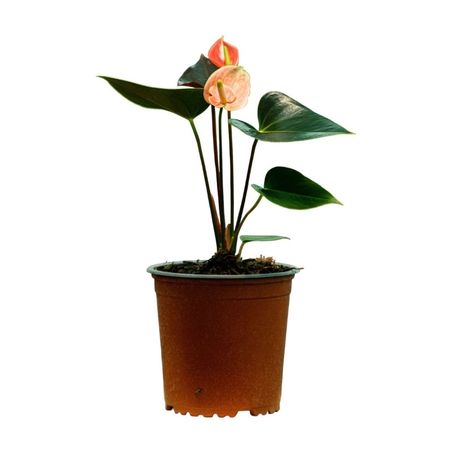 image-83af0acfb1124cd3a7f52c1dfa2deeb3