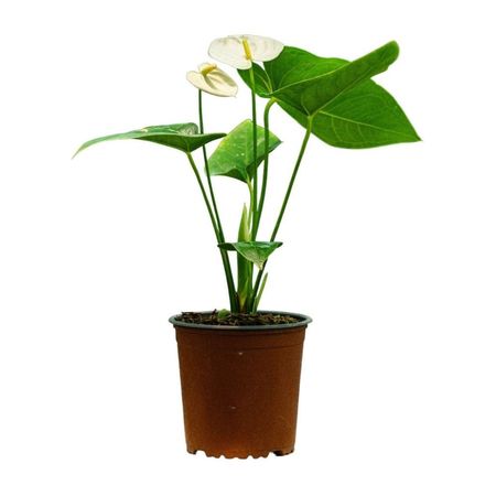 image-bfcf4b5844b14b03b4dcd60956849d6c