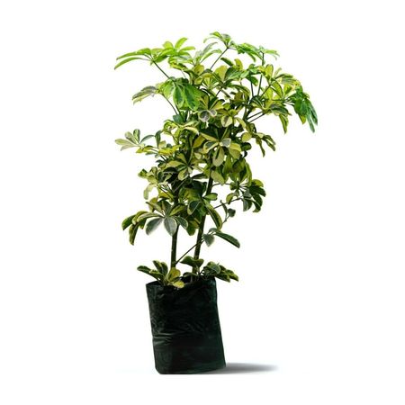 image-766cd334ef7d413f8fac60848debc0e5