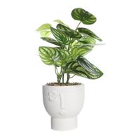 Planta Cara 24 cm