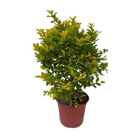 image-3eed9565767741d994ccd85370b83718