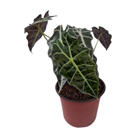 image-fd95f54954a94c468f19dbaf78050439