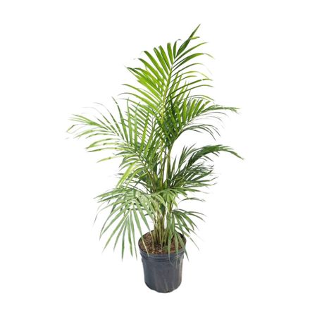 image-24750061ae4f45abadab9814542e4490