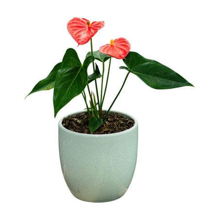 image-98fc7e29f6d2481d840ba8713e6246e2