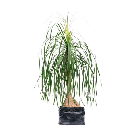 Planta Pony Tail Bls Esp 4Estaciones