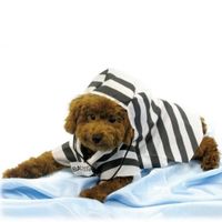 Disfraz para mascota de Prisionero - Talla única