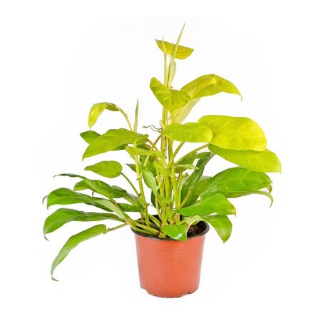 image-4dc3ac417b9649c39c7fdda2db5f687b