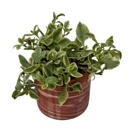 image-06dec4f31be444f09548868be2b34e2c