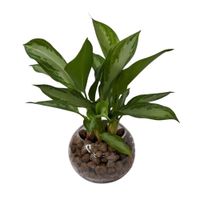 Planta Natural Aglaonema en Maceta Vidrio 4Estaciones