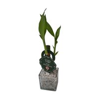 Planta natural Lucky Bambu Chico 4Estaciones
