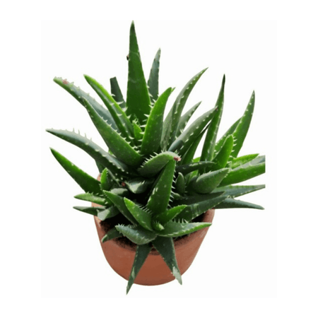 image-07295350e7604efa905c772edbf78216