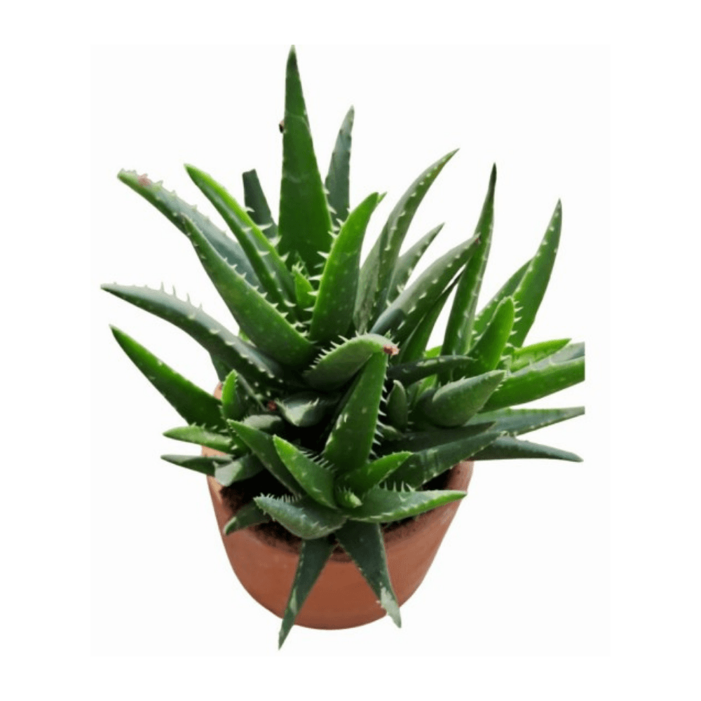 Planta natural Cactus Mix en maceta arcilla 4Estaciones