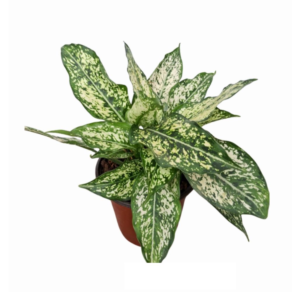 Planta Natural Aglaonema Blanca 4Estaciones