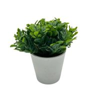 Arreglo de Follaje Tipo Ruda de 15cm 00129-1 FLORIPASTORE