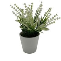 Arreglo de Lavanda de 20cm 00135-A FLORIPASTORE