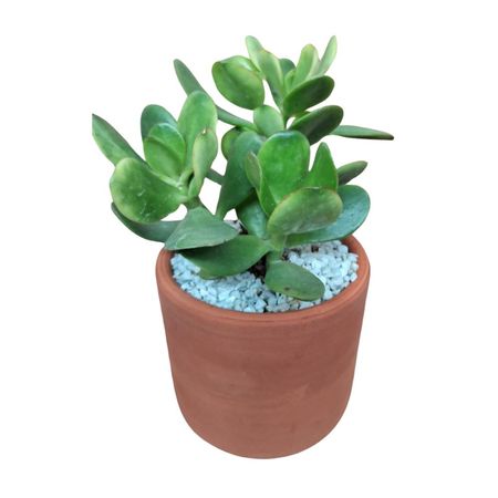 Planta Árbol Jade 4Estaciones 20cm