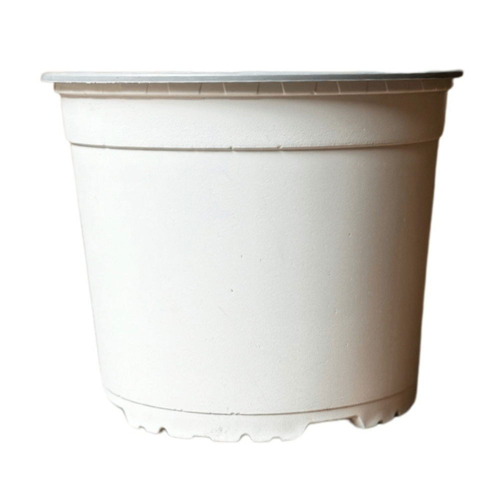 Maceta Basica Blanca 16.5cm Green Supply