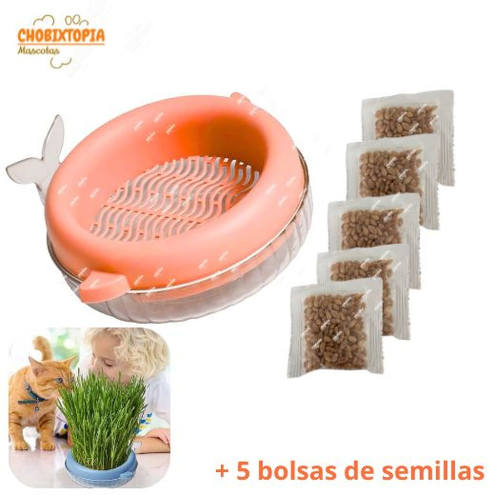 HIERBA GATERA MACETA BALLENITA - PARA GATOS - ROSA SALMON
