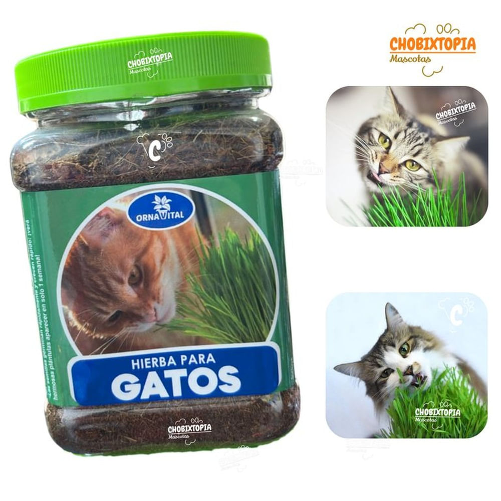 POTE CON SUTRATO PARA HIERBA GATERA+SACHET DE SEMILLAS