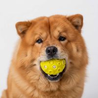 CrazyMoon - Pelota de Goma Texturizada para Perros Amarillo