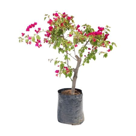 Planta Bouganvillea Tronco 4Estaciones