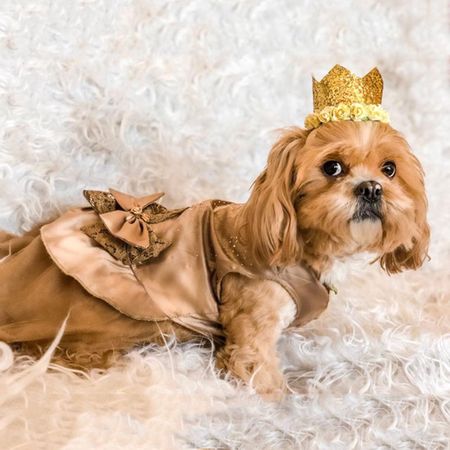 VESTIDO MASCOTA DORADO CON TUL Y LAZO ENCAJE - TALLA L