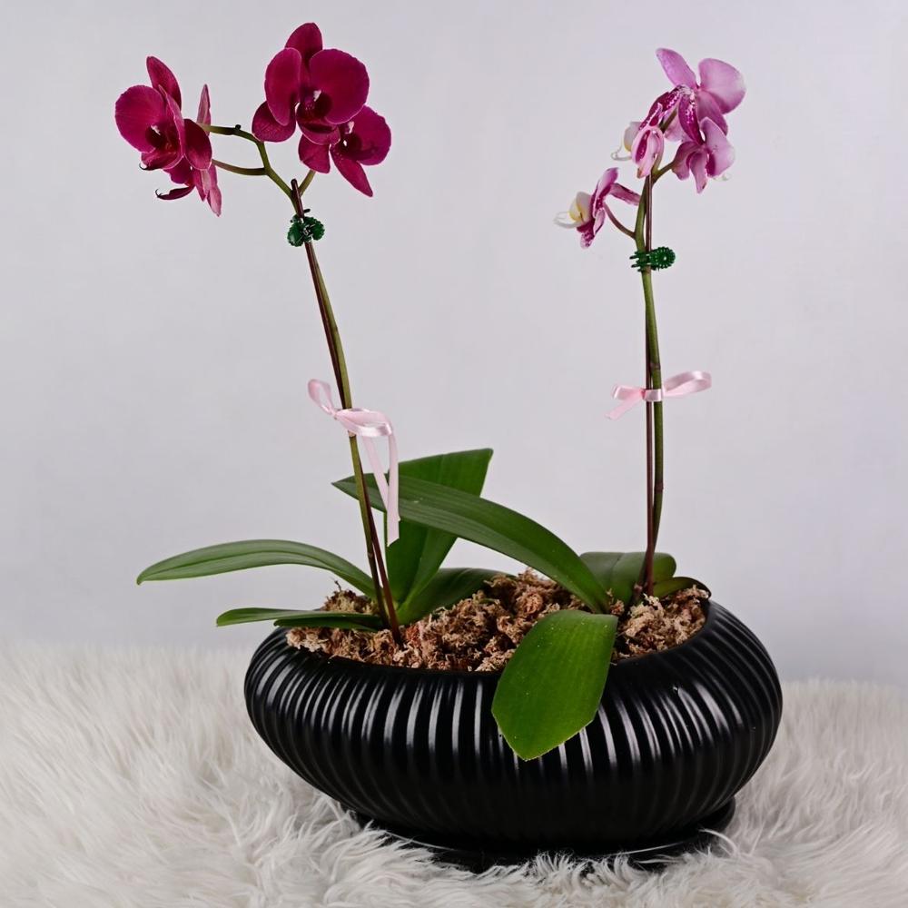 Jardin de 2 Orquideas Medianas Colores aleatorios