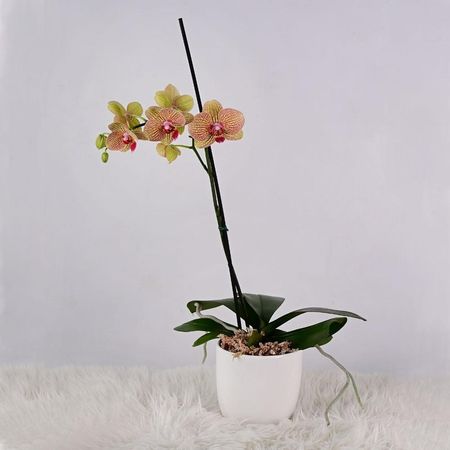 Orquidea Grande con Maceta