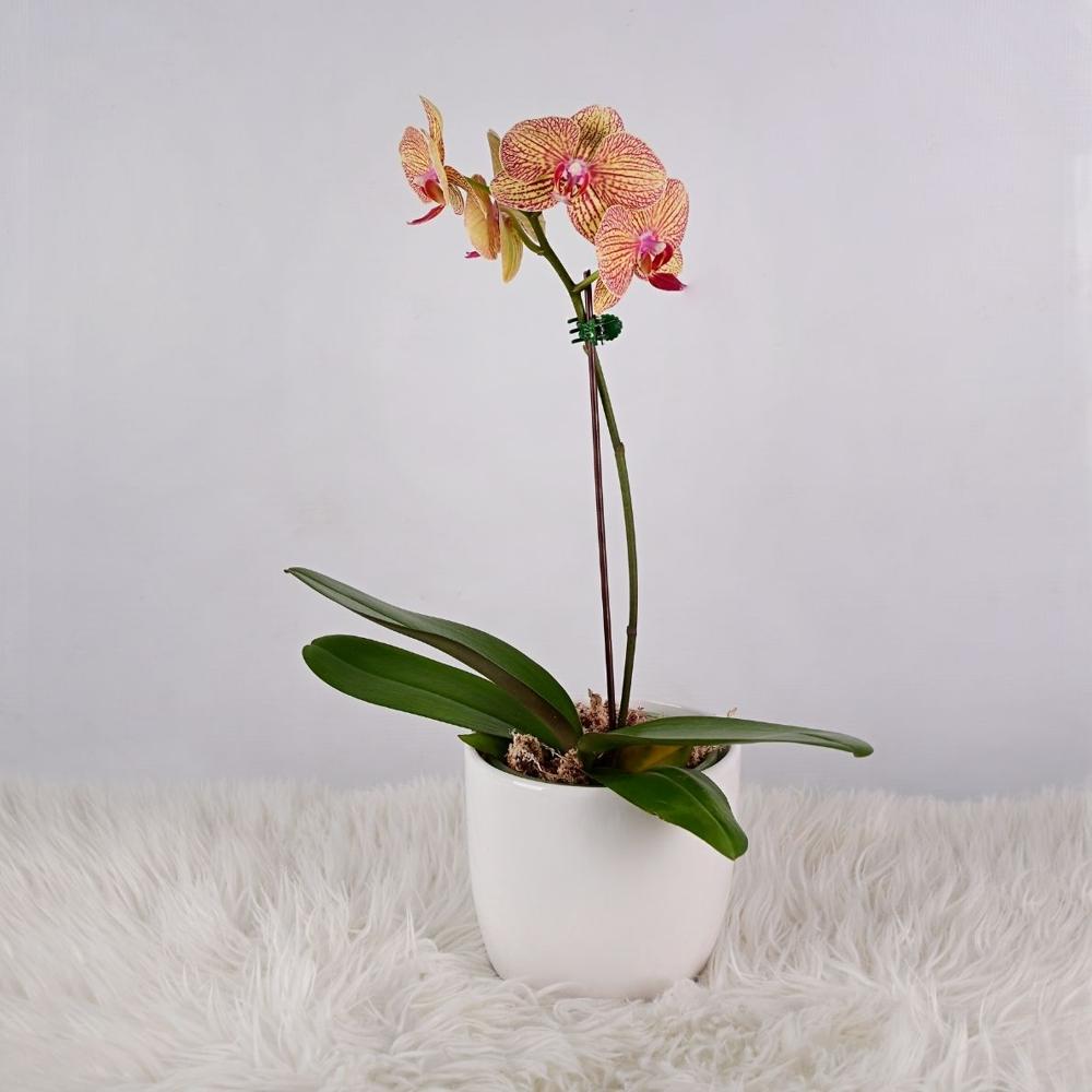 Orquidea Mediana con Maceta