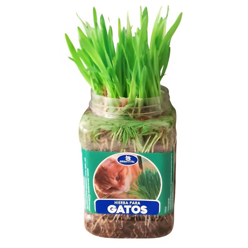 Hierba natural para gatos mejora digestión previene bola pelos