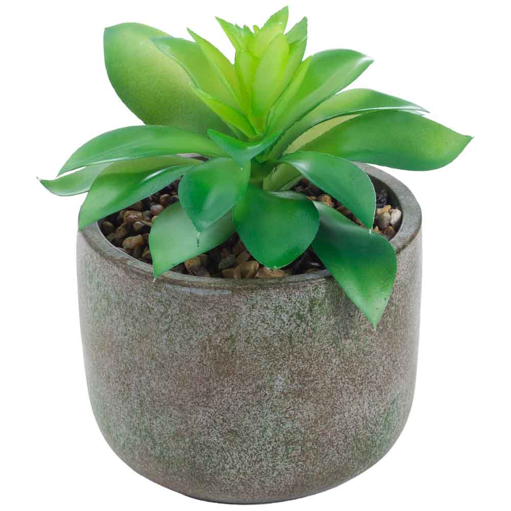 Planta Suculenta DECO HOME Marruecos