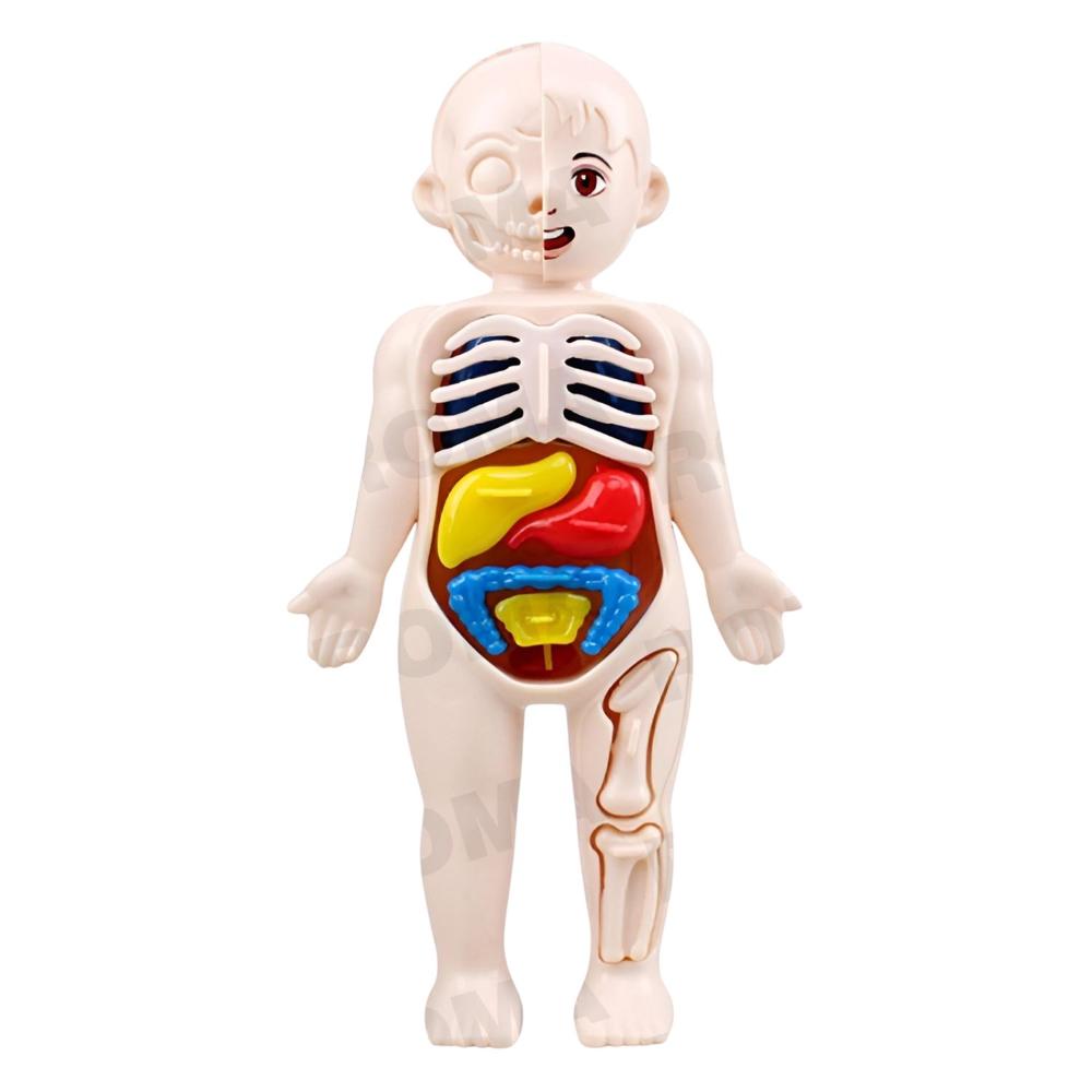JUEGO EDUCATIVO DE ANATOMÍA DEL CUERPO ENCAJABLE