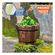 imageUrl_1