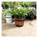 imageUrl_5