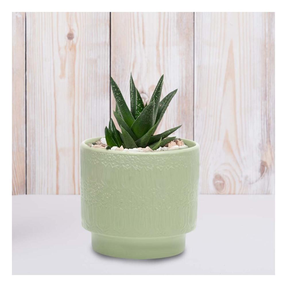 Jardinera Cilindro Ceramica 13x13cm Verde Claro Tulipanes Flores Hogar Y+Regalo Sticker