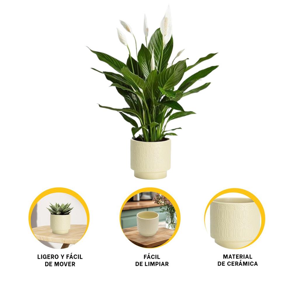 Jardinera Cilindro Ceramica 13x13cm Crema Para Tulipanes Flores Festivo Y+Ligas Regalo