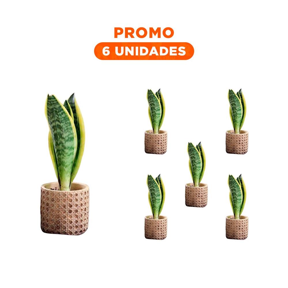 Pack6 Vaso Maceta Cilindro Cemento Mostaza Tejido Rombos Para Casa