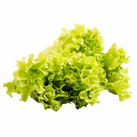 Lechuga Hidropónica x und.