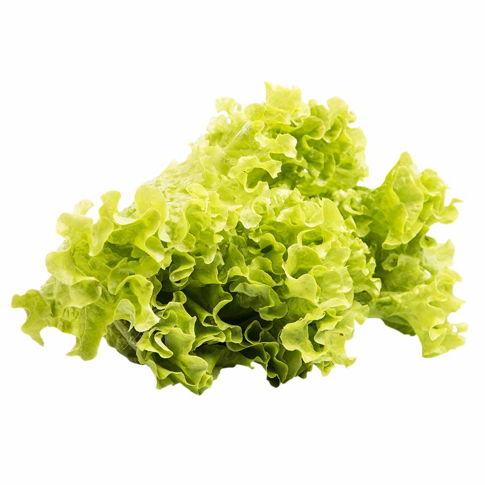 Lechuga Hidropónica x und.