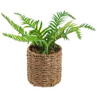 Planta Helecho DECO HOME Marruecos