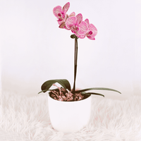 Mini Orquidea con Maceta - Orquidea - Flores naturales