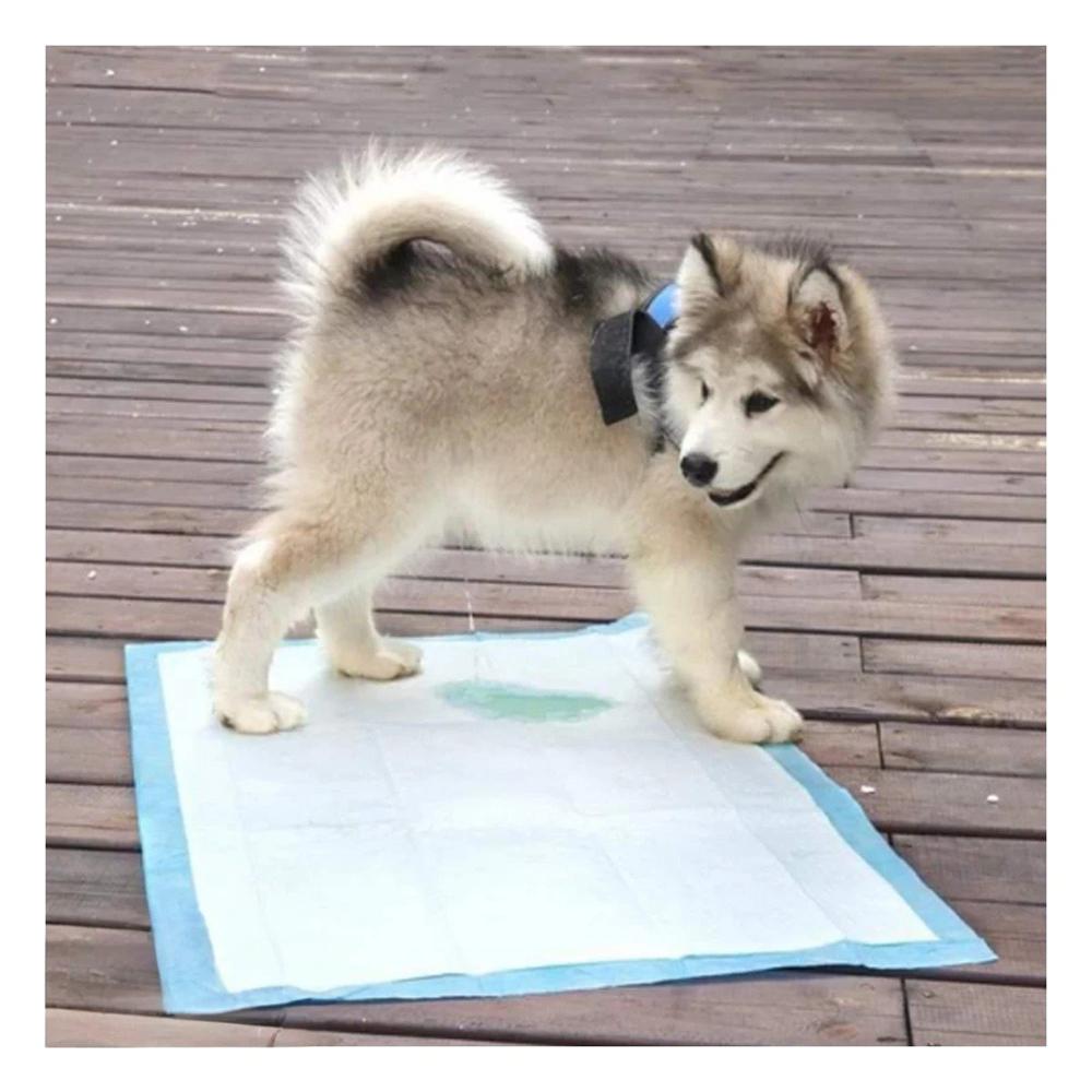 Empapador de Piso 45x60 Talla M para Perros Uso Diario en Casa y Patio
