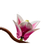 imageUrl_2