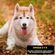imageUrl_3