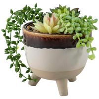 Maceta Degradé con Planta DECO HOME C&L