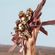 imageUrl_6