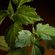 imageUrl_6