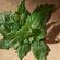 imageUrl_5